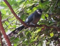 Blue faced malkoha Royalty Free Stock Photo