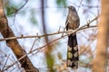 Blue faced Malkoha perching in bamboo