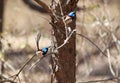 A Composition of two photos taken of a Supurb Blue Fairy Wren Royalty Free Stock Photo