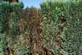 blue false cypress hedge dried out by dogs urine