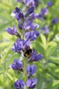 Blue false indigo Baptisia australis, blue-purple flower with bumblebee Royalty Free Stock Photo