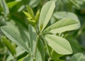 Blue false indigo Baptisia australis, a trifoliate leaf