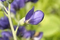 Blue False Indigo