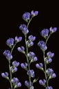 Blue False Indigo