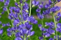 Blue false indigo known as blue wild indigo on a cloudy day in the garden.