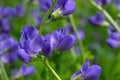 Blue false indigo known as blue wild indigo on a cloudy day in the garden.