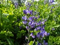 Blue false indigo or wild indigo (Baptisia australis) flowering with racemes with pea-like flowers
