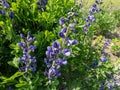 Blue false or wild indigo (Baptisia australis) flowering with racemes with pea-like flowers