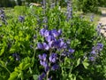 Blue false or wild indigo (Baptisia australis) flowering with racemes with pea-like flowers