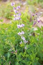 Blue false wild Indigo Plant growing tall in the herb garden outdoors