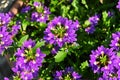 Blue fan flower ( Scaevola aemula ) flowers.