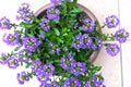 Blue fan flower ( Scaevola aemula ) flowers.