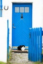 Blue farmhouse door, cat in front Royalty Free Stock Photo