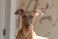 Blue Fawn Whippet Panting looking at camera Royalty Free Stock Photo