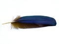 Blue Feather Royalty Free Stock Photo