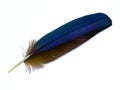 Blue Feather Royalty Free Stock Photo
