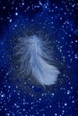 Blue feather Royalty Free Stock Photo