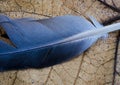 Blue feather