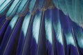 Blue feather background. Royalty Free Stock Photo