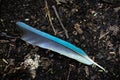 Blue feather of a motmot bird lying on the earth