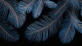 Blue Feather on Black Background Royalty Free Stock Photo