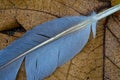 Blue feather of blue jay