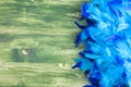 Blue feather boa on a green chalkboard with space for text on th Royalty Free Stock Photo