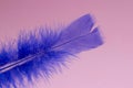 Blue feather boa on light board on the left with space for text Royalty Free Stock Photo