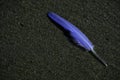 Blue feather on dark sand Royalty Free Stock Photo