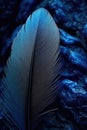 blue feather detail on macro scale Royalty Free Stock Photo