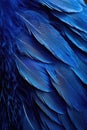 blue feather detail on macro scale Royalty Free Stock Photo