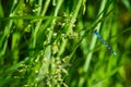 blue feather dragonfly clings to a green stalk