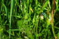 blue feather dragonfly clings to a green stalk