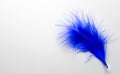 Blue feather isolated on white background. Copy space. Royalty Free Stock Photo