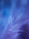 Blue feather macro close up tenderness lightness