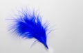 Blue feather isolated on white background. Copy space. Royalty Free Stock Photo
