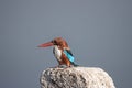 a bird with blue feathers sitting on a large rock and looking at the sky