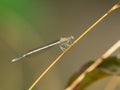 A blue featherleg damselfly resting on a grass