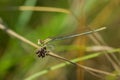 A blue featherleg damselfly resting on a plant