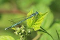 Blue featherleg damselfy