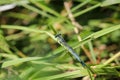 Blue featherleg dragonfly on a green blade of grass