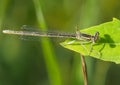 Blue featherleg dragonfly on a green leaf