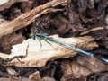 Blue featherleg dragonfly on a peace of wood