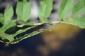 blue featherleg on a leaf