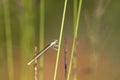 Blue featherleg, Platycnemis pennipes