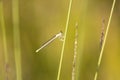 Blue featherleg, Platycnemis pennipes