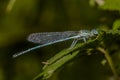 Blue featherleg (Platycnemis pennipes)