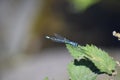 blue featherleg damselfly on a leaf