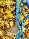 Yellow leafy carpet under the mesh fence