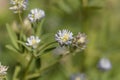 Blue fenugreek Trigonella caerulea